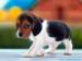 1324843710_beagle-puppy